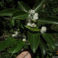 Symplocos acuminata (Blume) Miq.